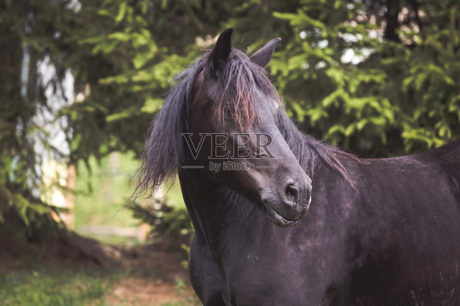 野马在山上自由奔跑照片摄影图片