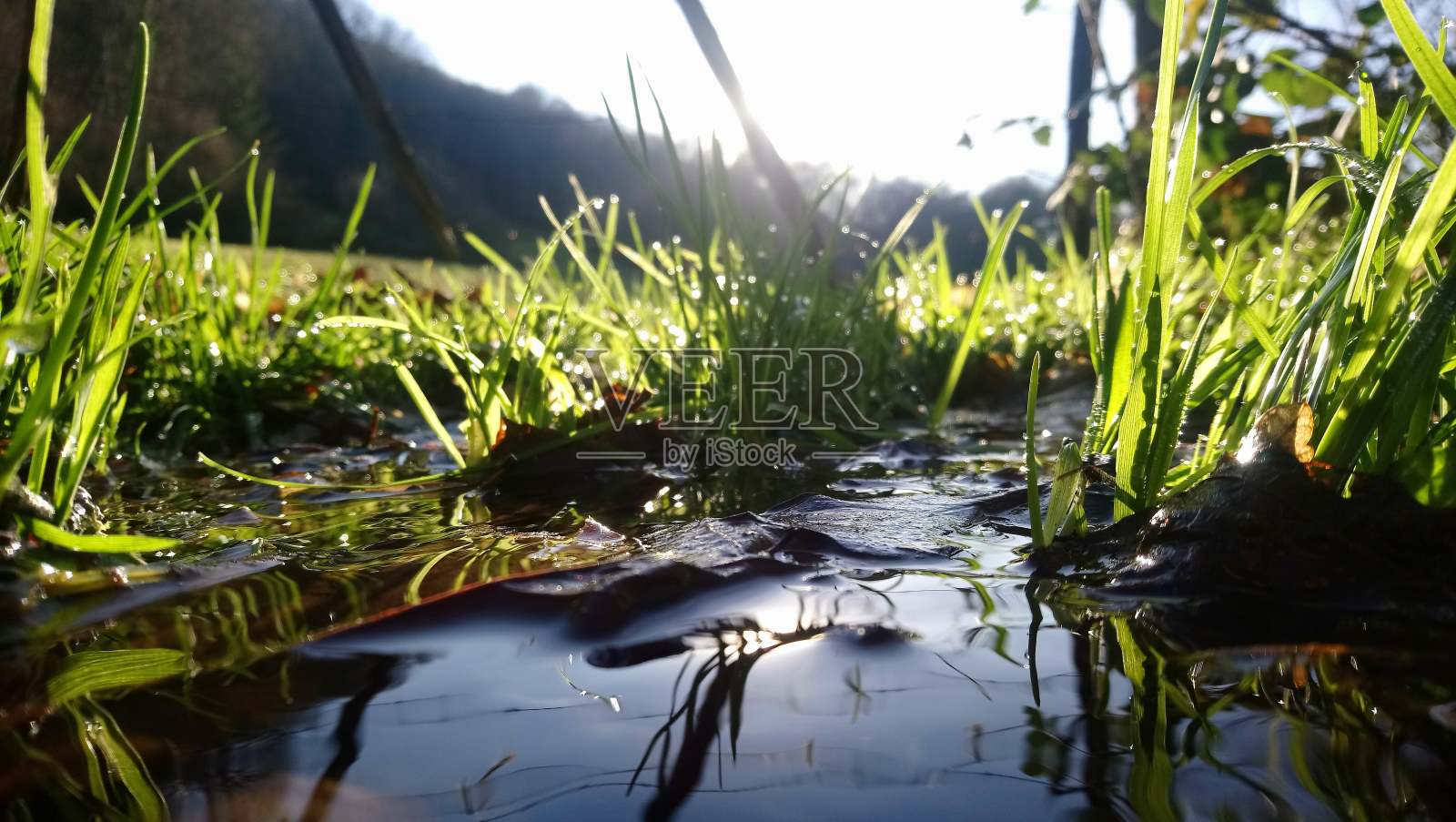 布鲁克照片摄影图片