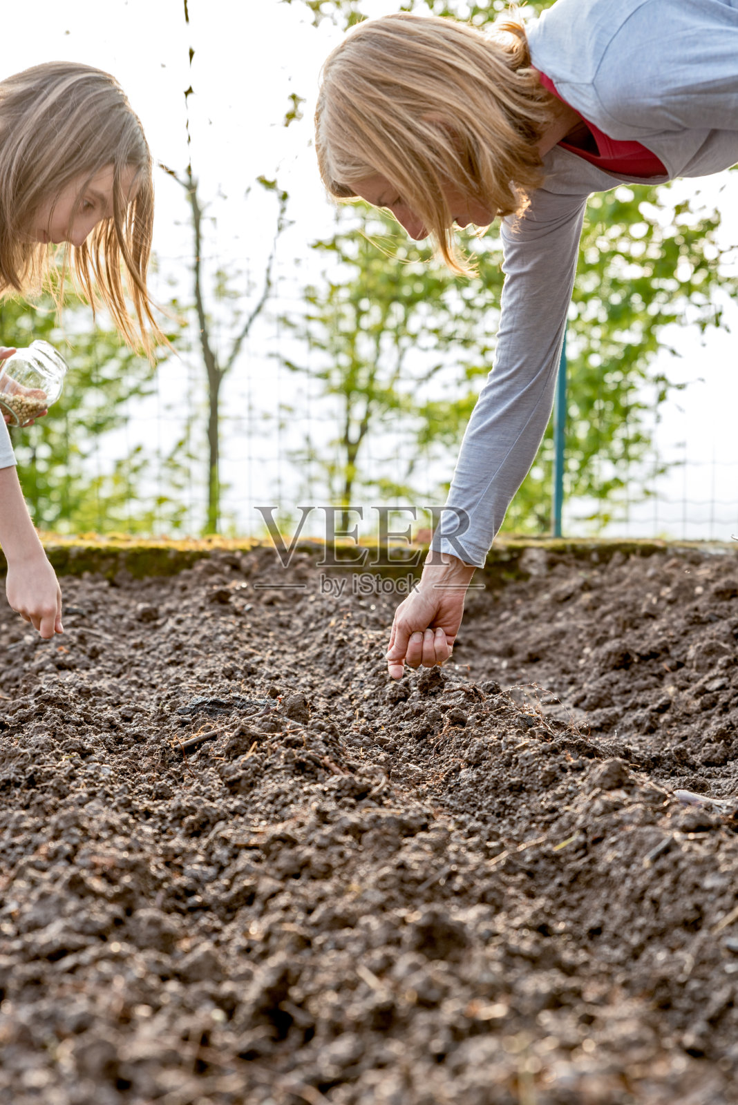母亲和女儿在春天的菜园里播种青豆照片摄影图片