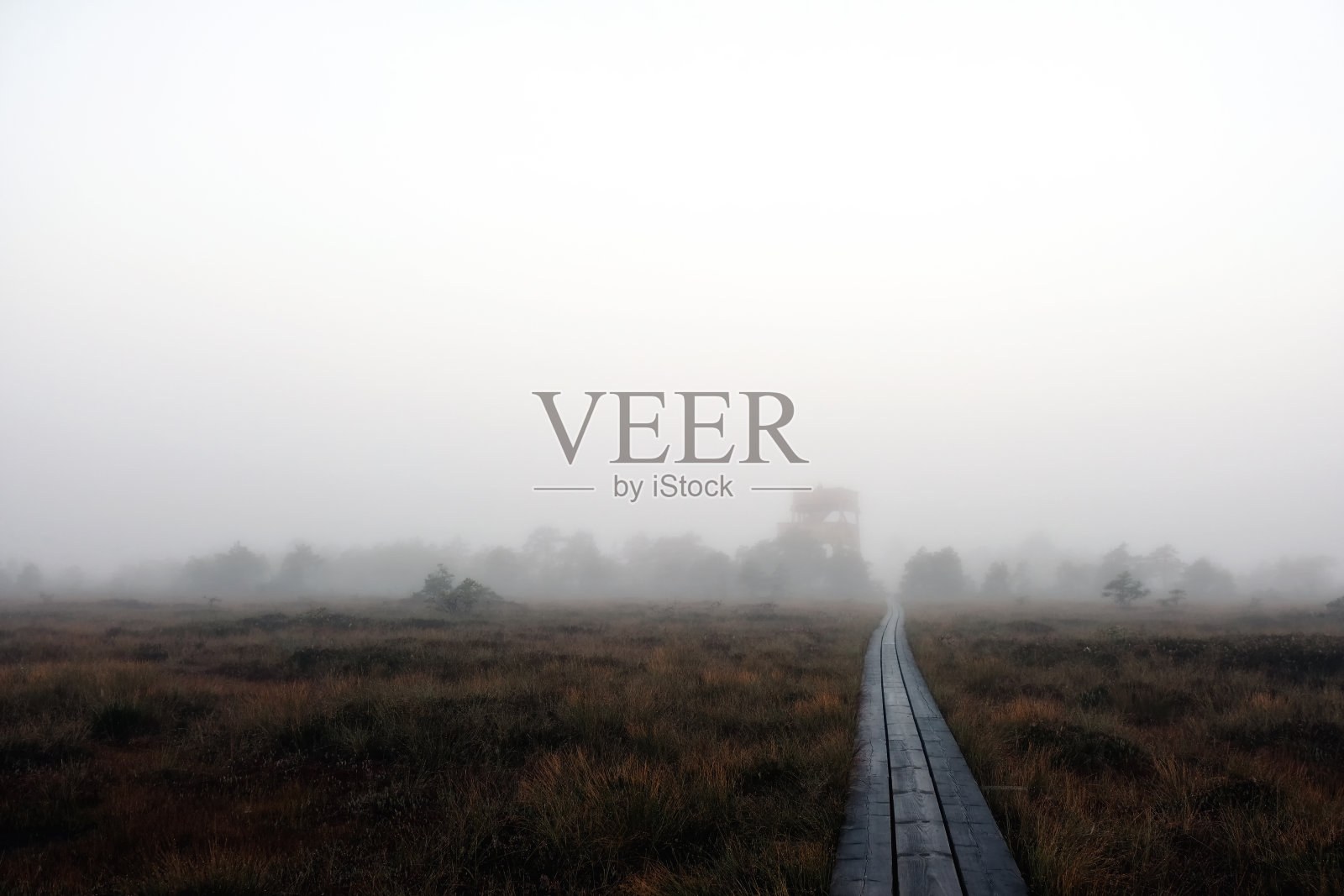 沼泽地里雾蒙蒙的路照片摄影图片