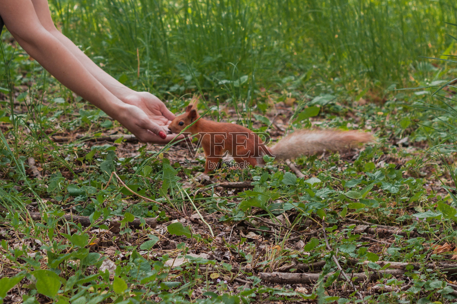 北美,Tamiasciurus滋养。勇敢的松鼠。女孩在森林里用坚果喂松鼠。松鼠从人的手掌中选择最大的坚果。城市公园里友善的社交动物照片摄影图片