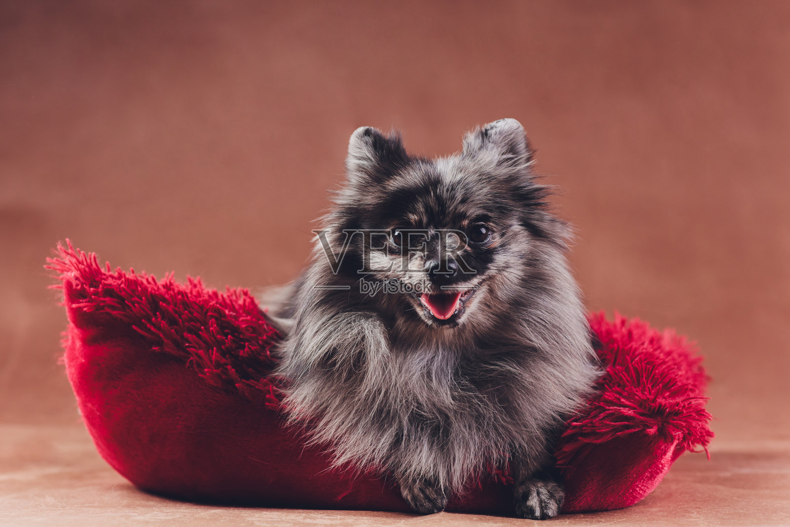 一个年轻的狼斯帕斯在一个红色的枕头上拍摄的肖像。照片摄影图片