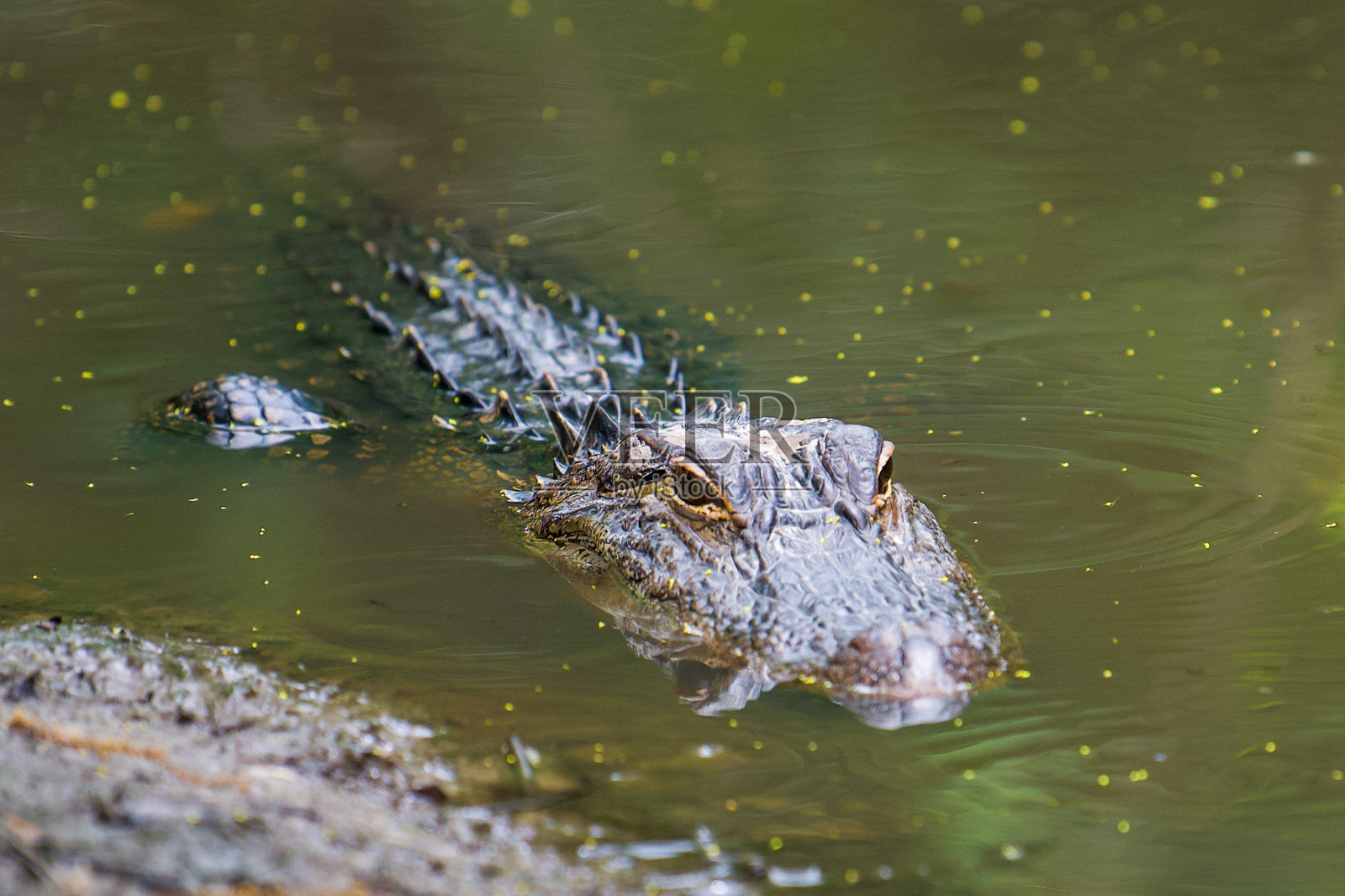 鳄鱼在水里照片摄影图片