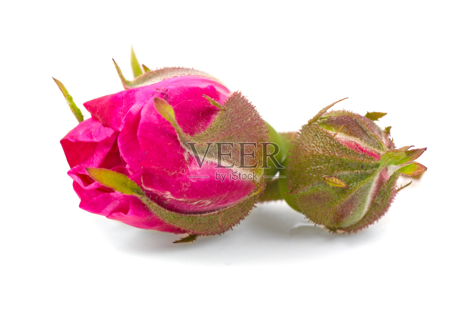 白色背景上的两个玫瑰花蕾,孤立。照片摄影图片