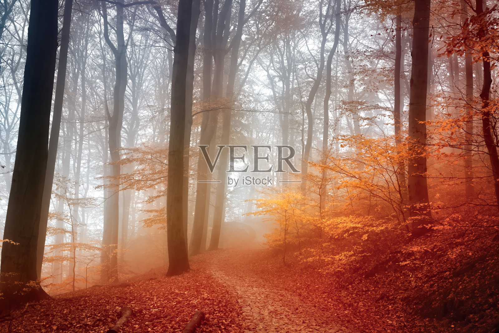 秋天的森林,雾照片摄影图片