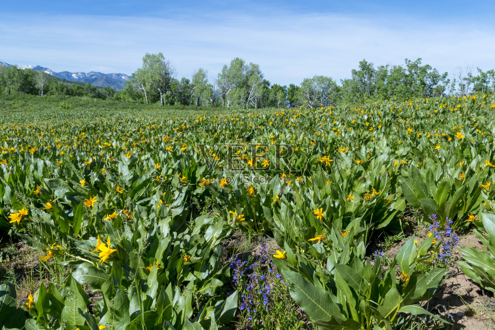 犹他州山区黄色野花草甸:通往东峡秃山的徒步路线照片摄影图片
