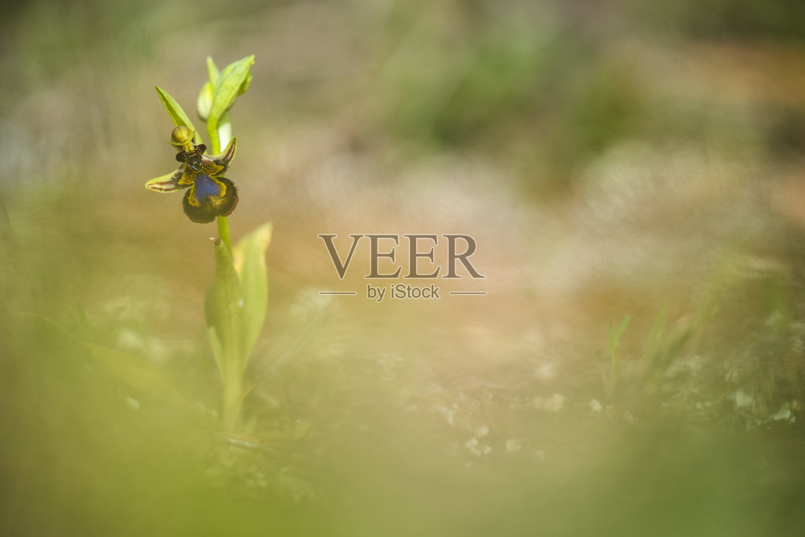 野生兰花照片摄影图片