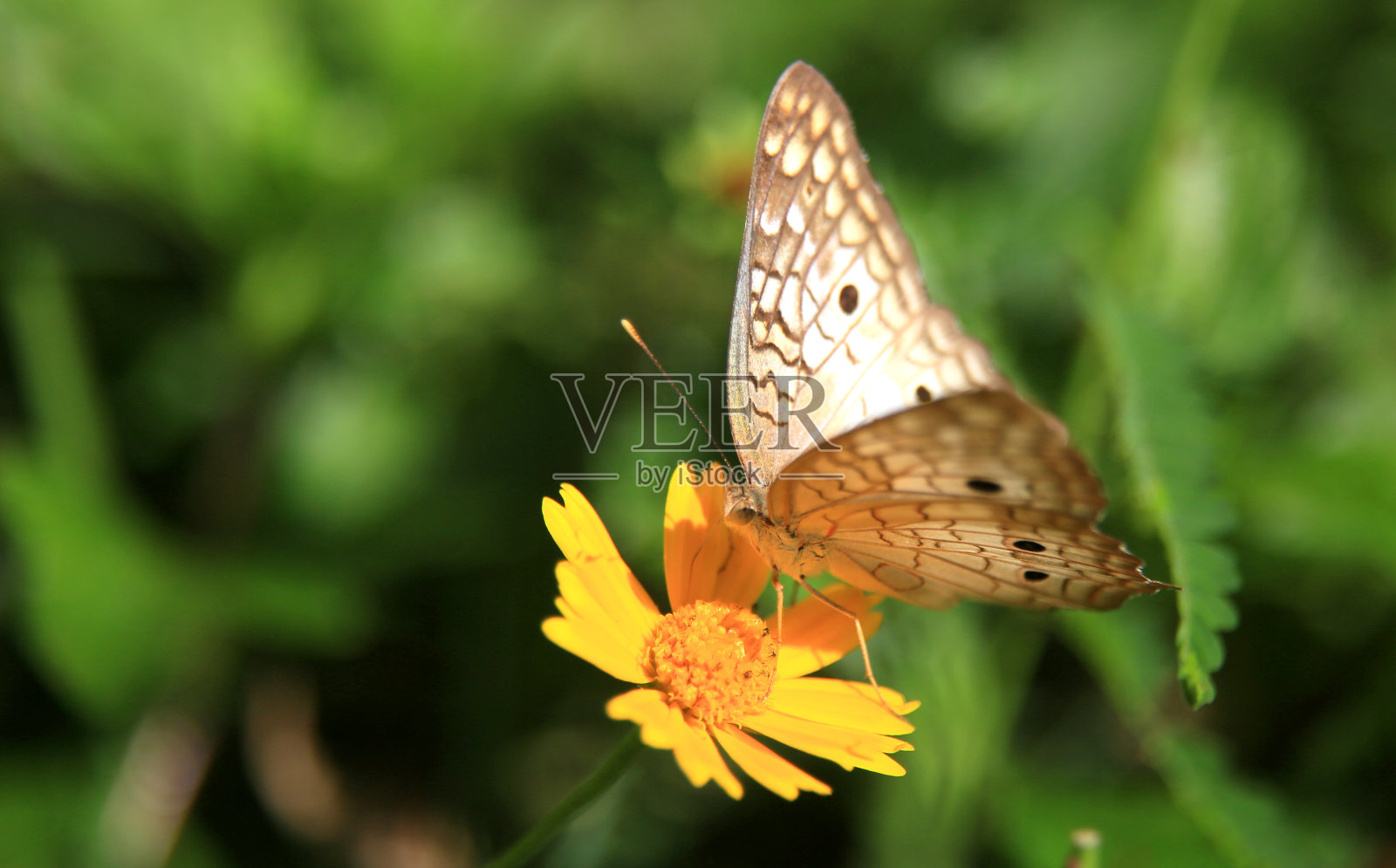 蝴蝶在花园花上照片摄影图片