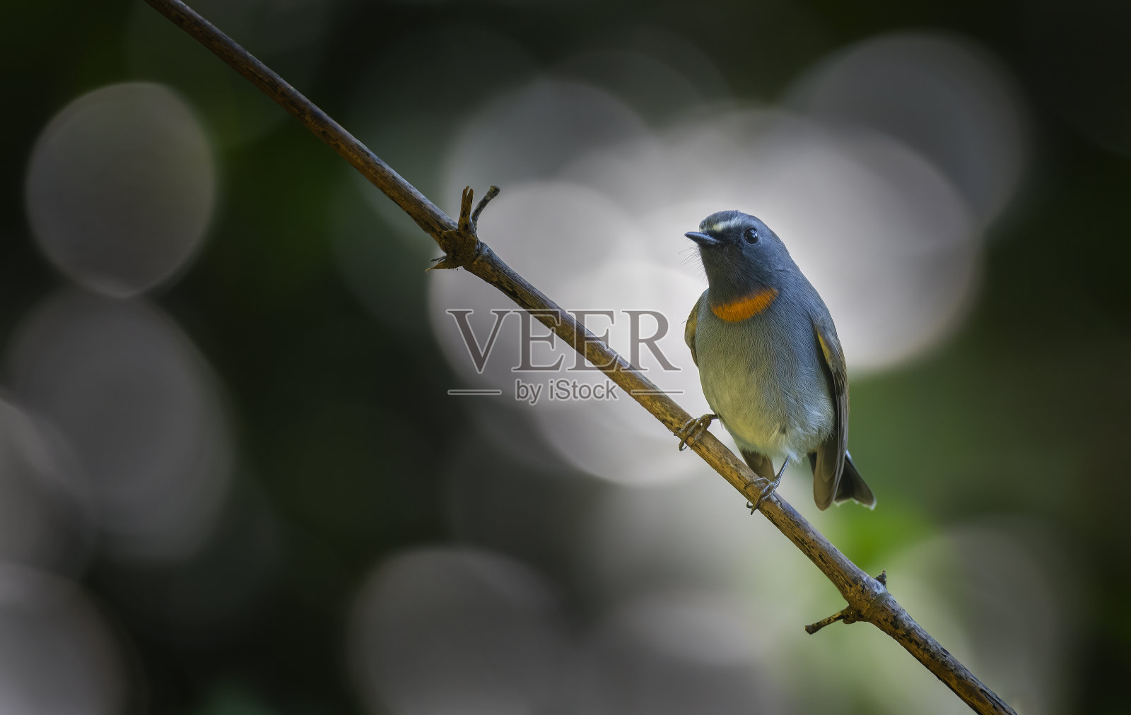 鸟照片摄影图片