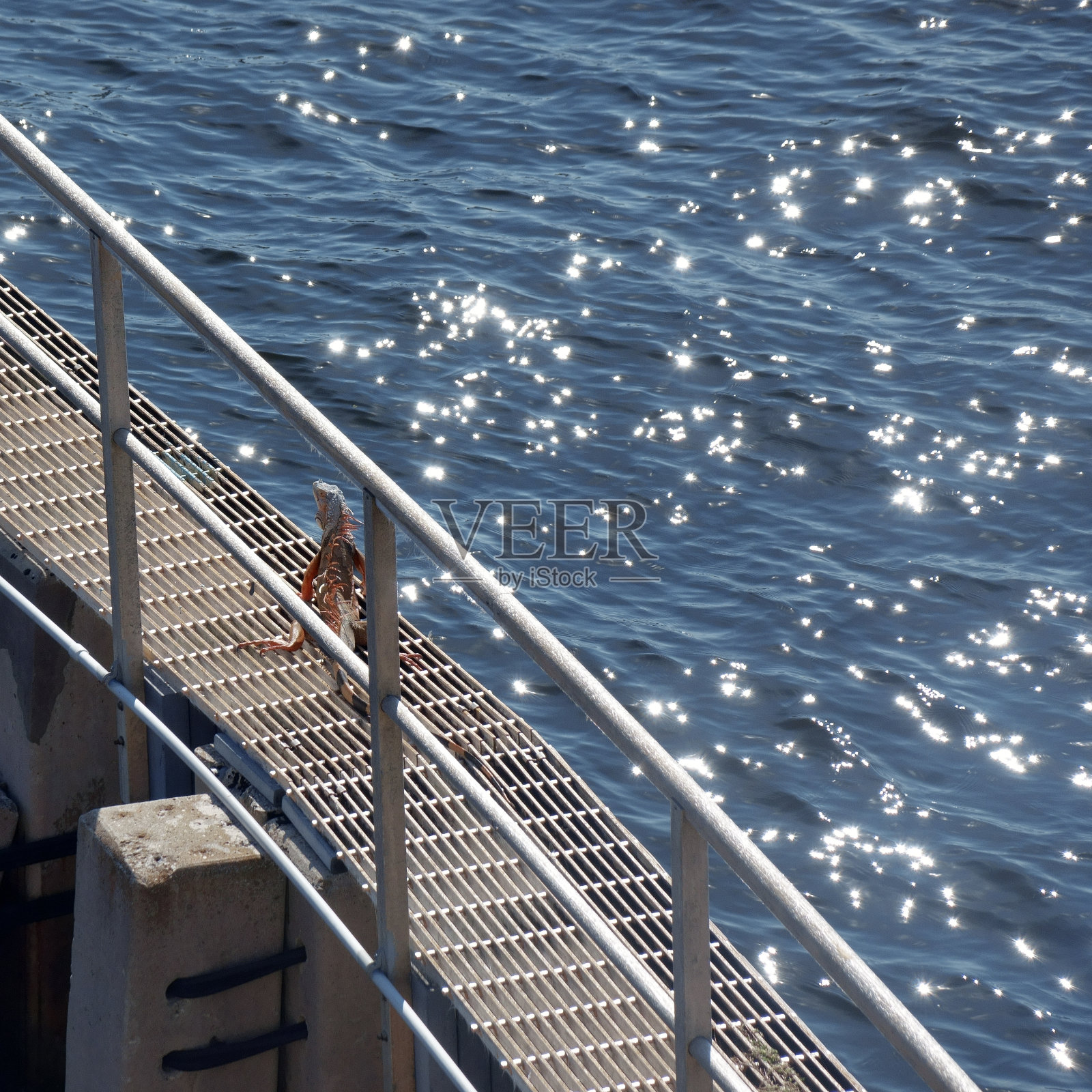 鬣蜥在阳光下休息照片摄影图片