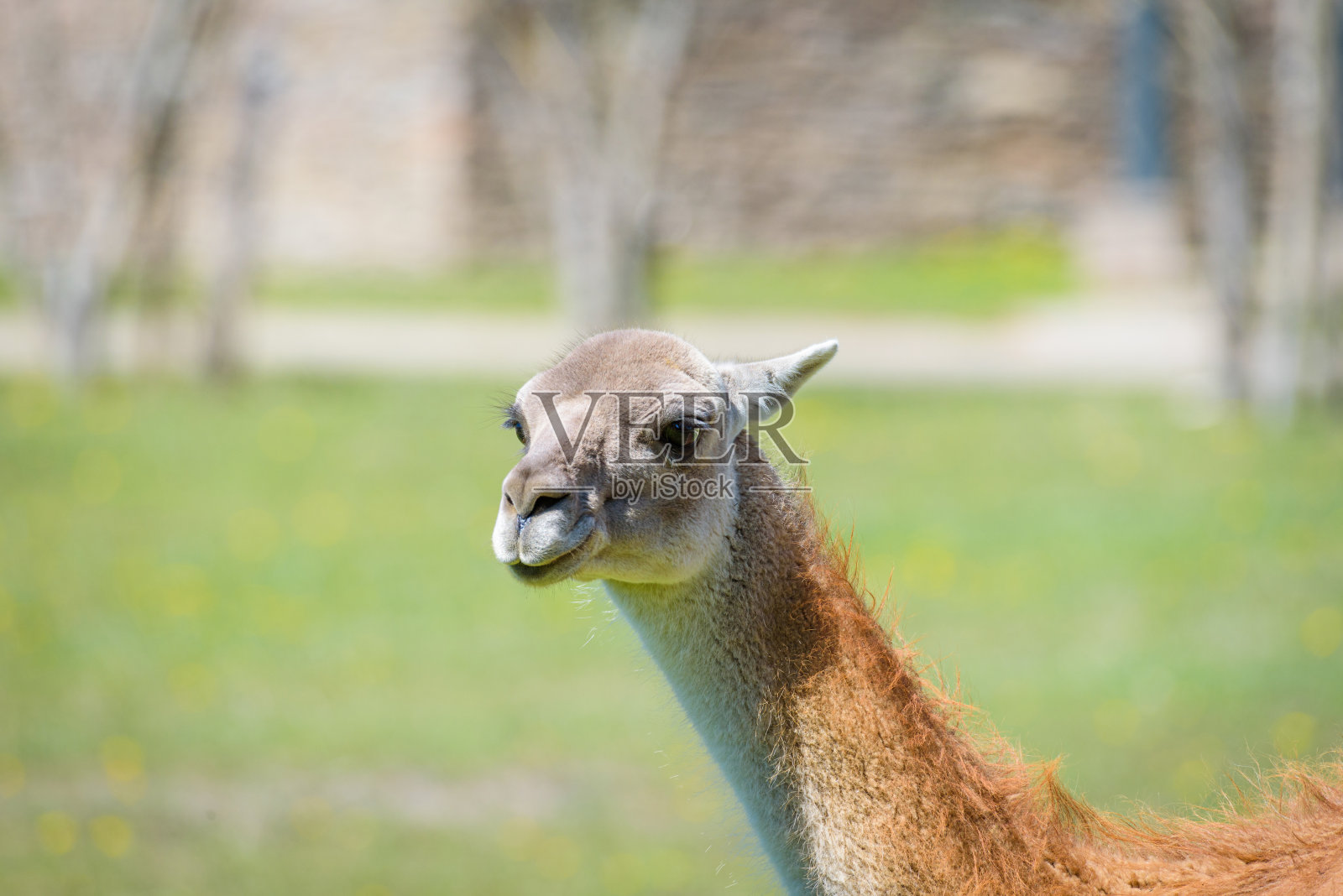 巴塔哥尼亚国家公园里的一只年轻的原羊驼照片摄影图片