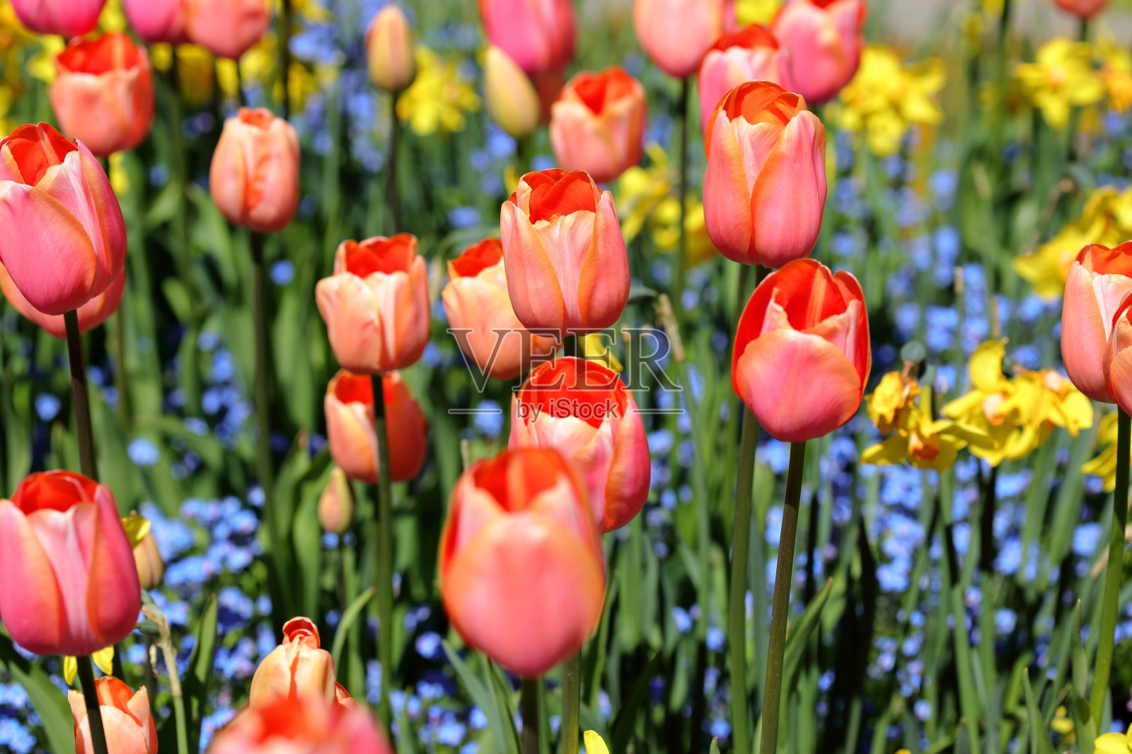 阳光下的春天瞬间的精华照片摄影图片