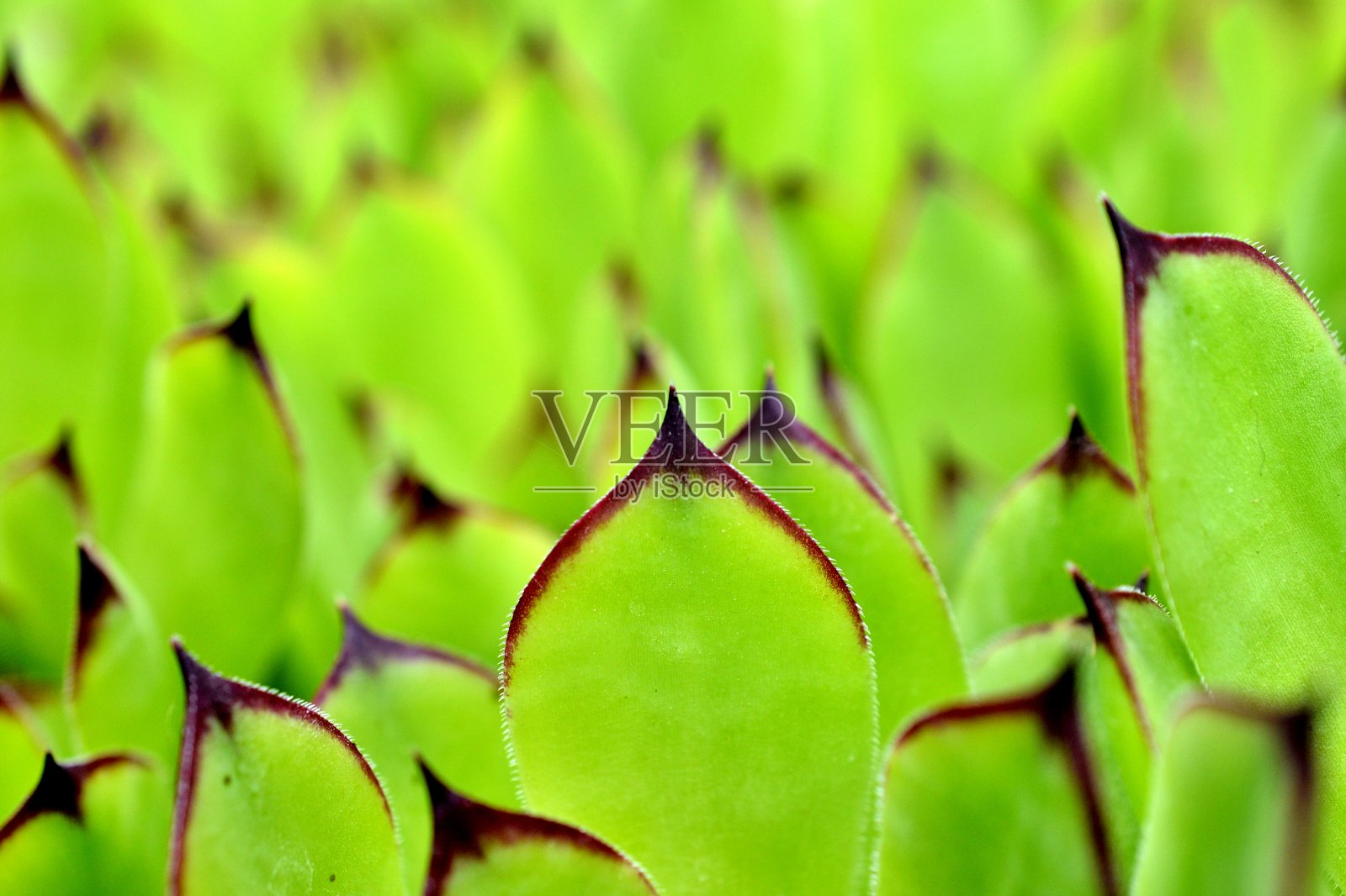 永生花特写图像照片摄影图片