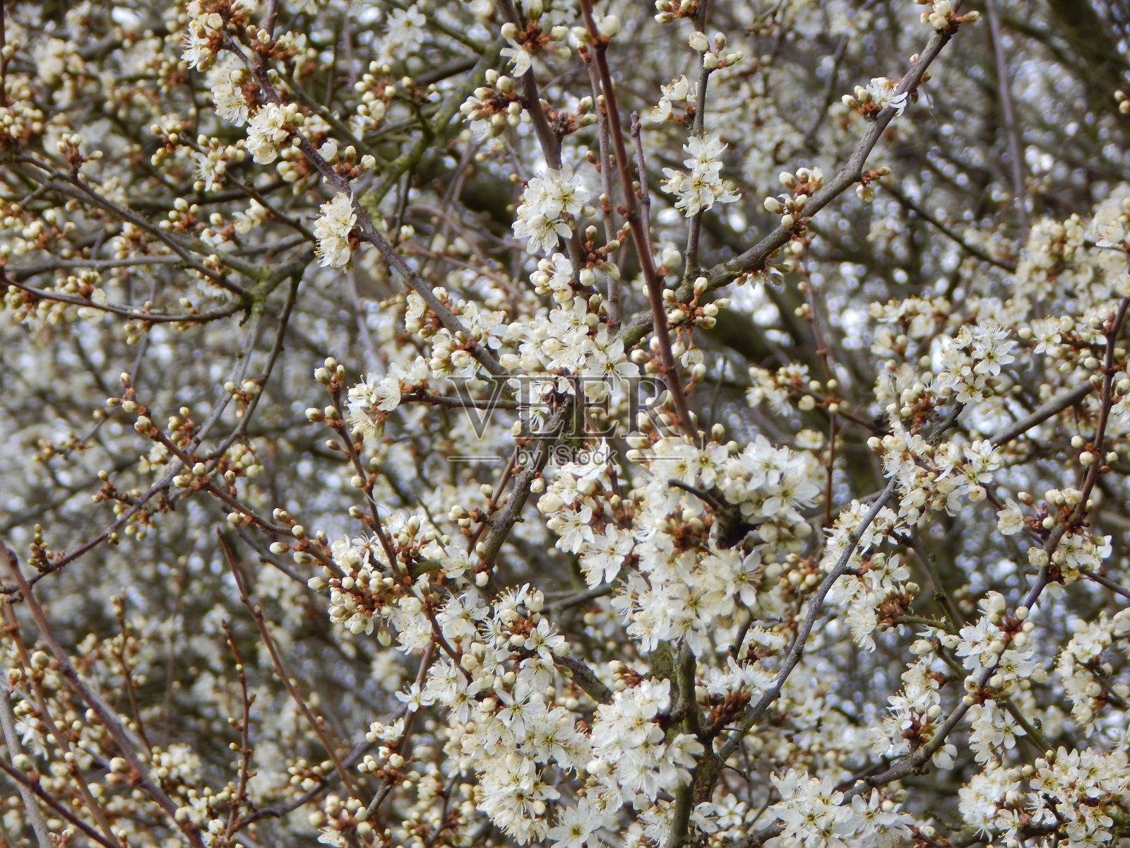 春天的花/植物照片摄影图片