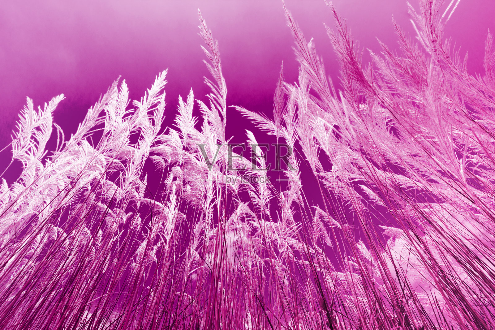 风吹过草花在柔和的背景照片摄影图片