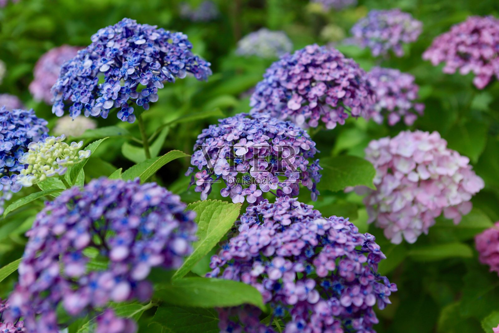 绣球花照片摄影图片