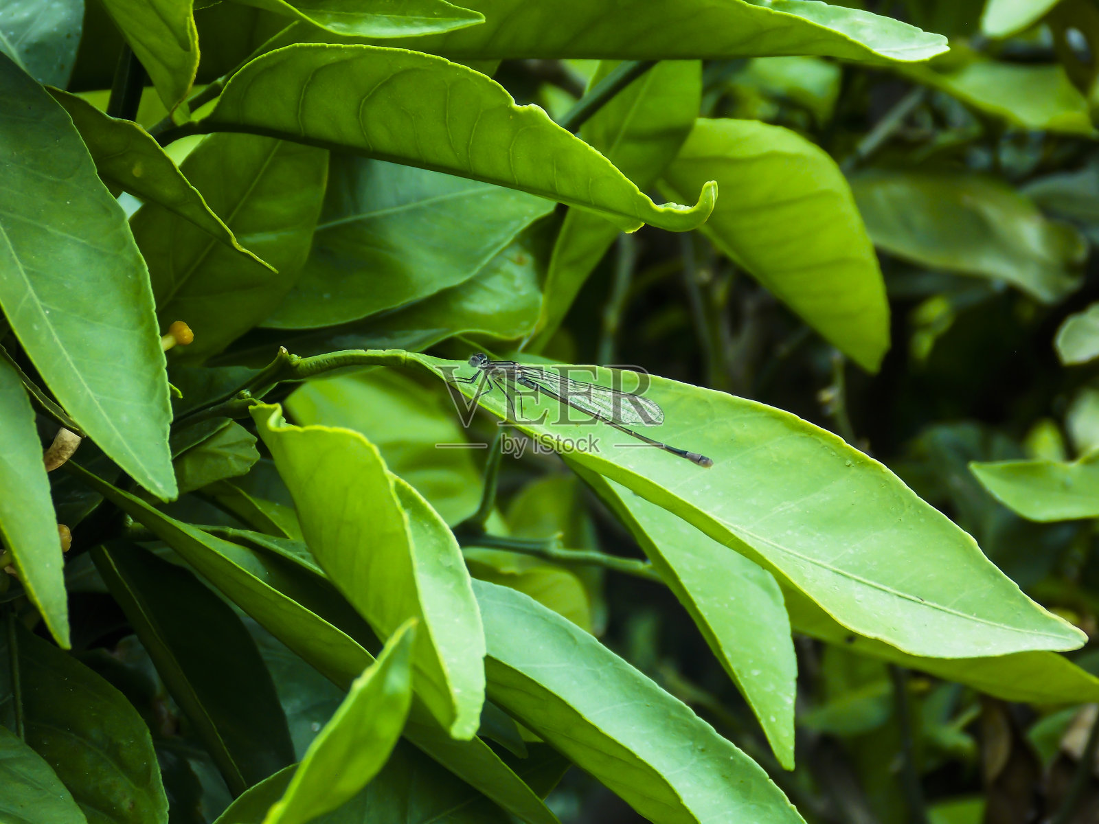 蓝色蜻蜓特写背景孤立照片摄影图片