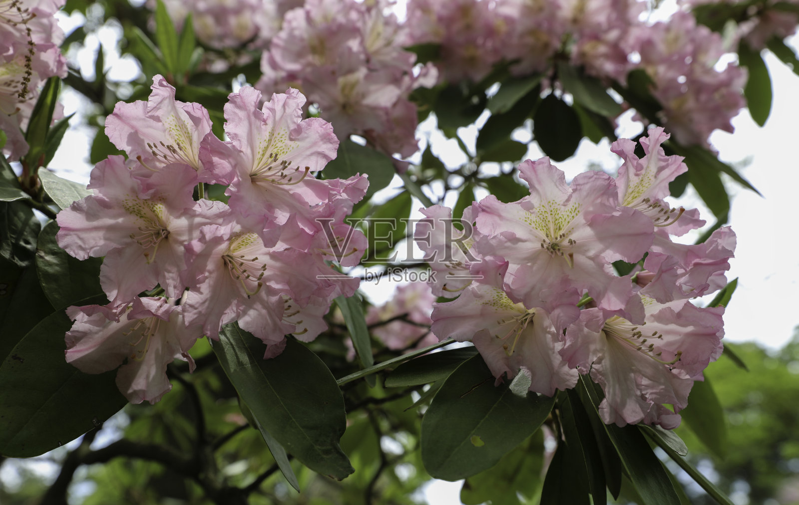 近距离观察春天盛开的粉红色杜鹃花照片摄影图片