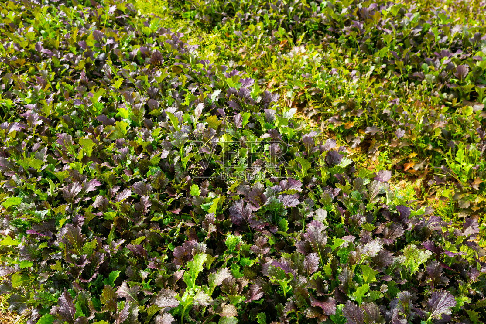 田里种着红芥菜照片摄影图片