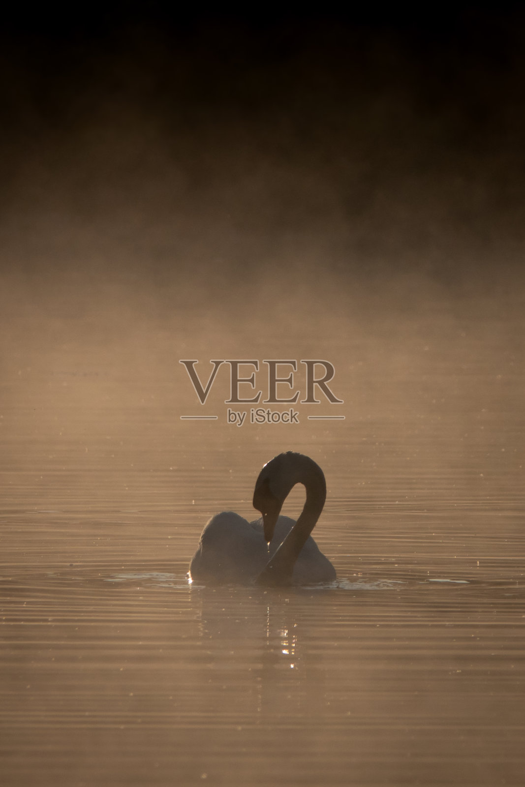 一只天鹅在清晨的薄雾中无声地滑翔。照片摄影图片