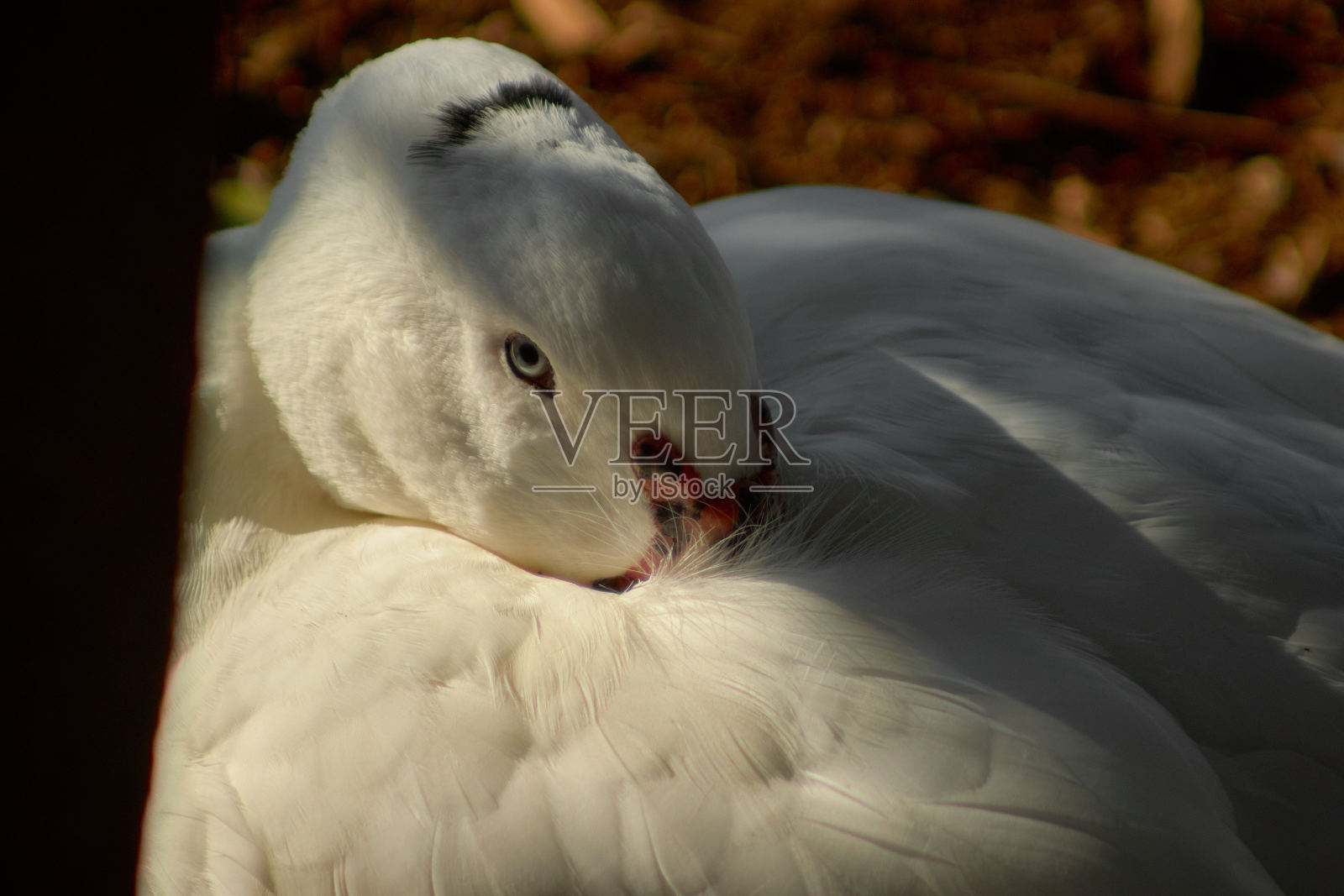 池塘里的鸭子照片摄影图片