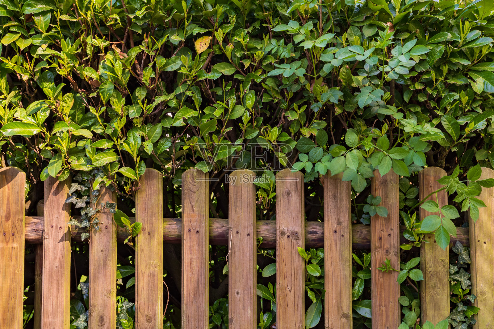 樱桃月桂树篱前的木栅栏照片摄影图片