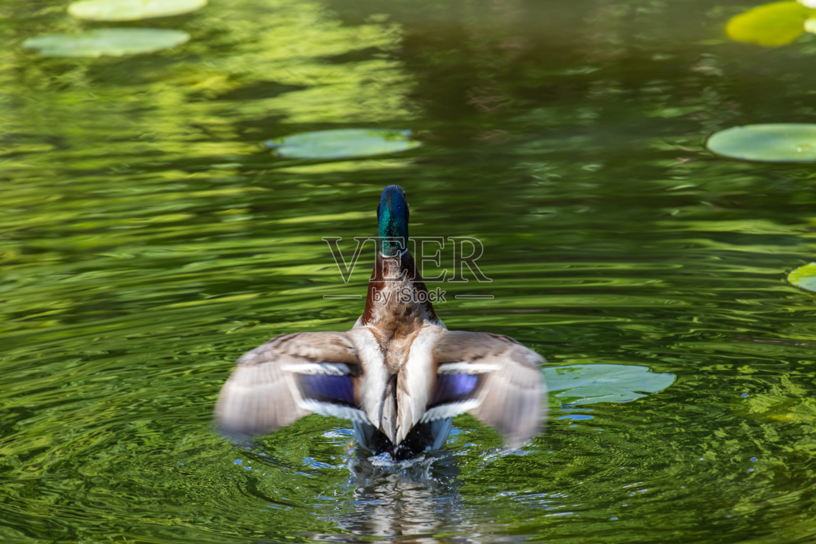 公鸭展开翅膀。照片摄影图片
