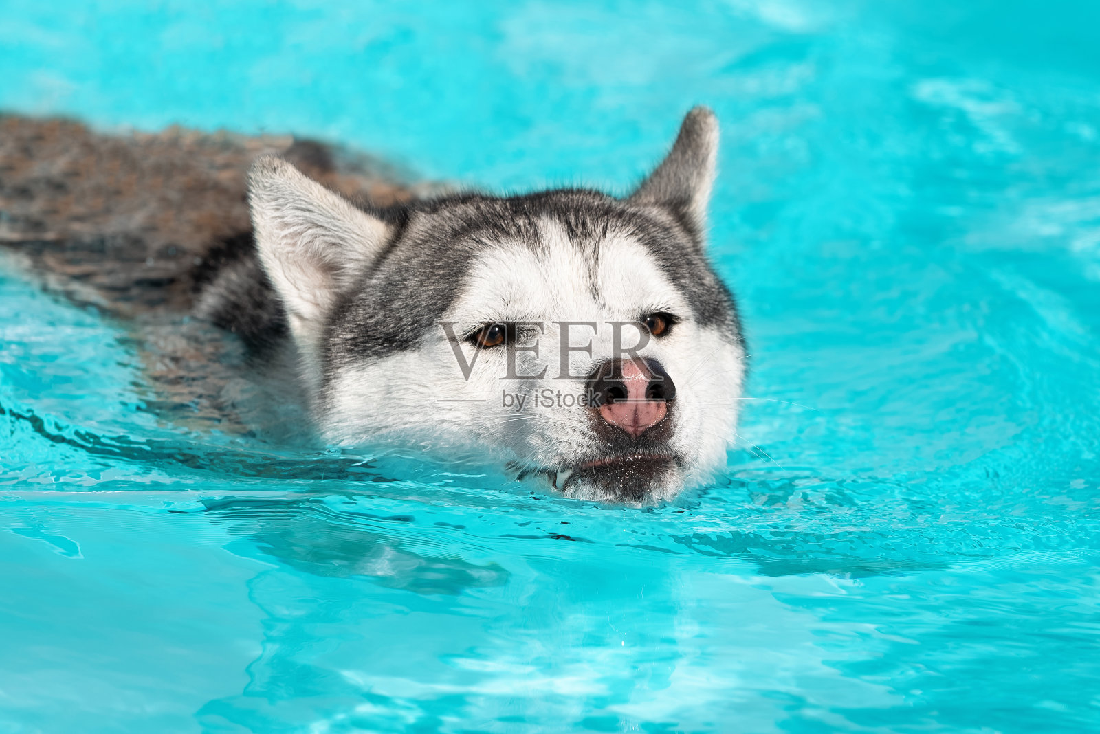 一只成年的西伯利亚哈士奇公狗正在游泳池里游泳。照片摄影图片