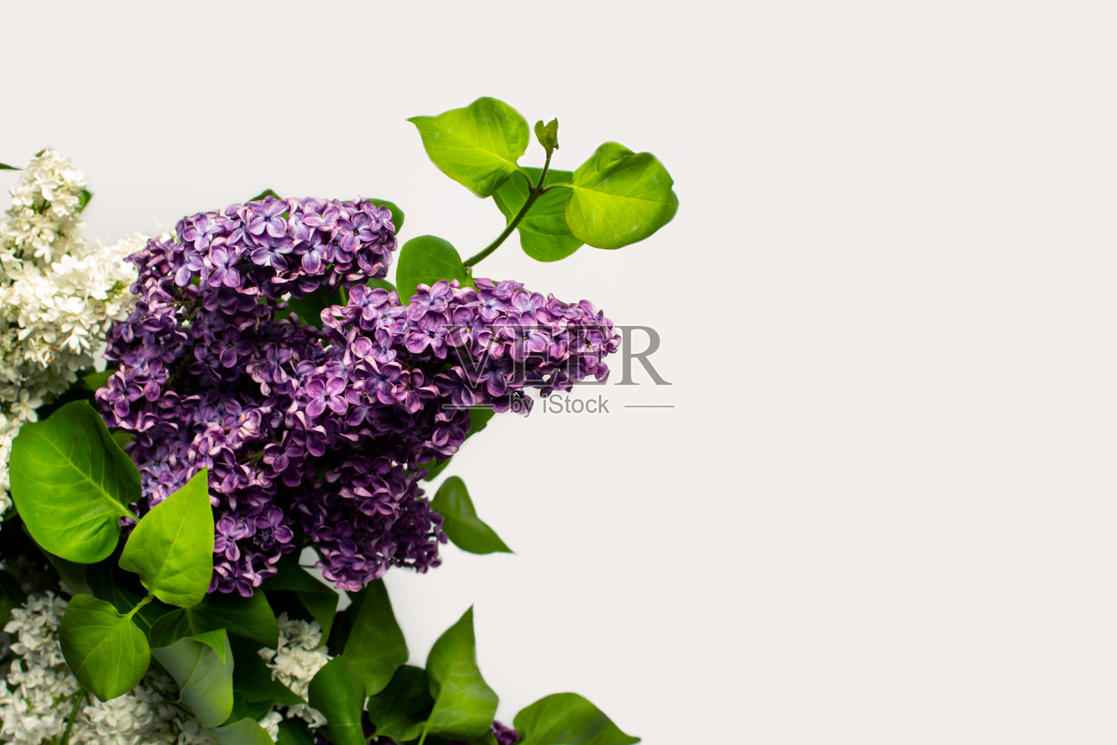 白色背景上美丽的丁香枝。复制空间,平,躺。照片摄影图片