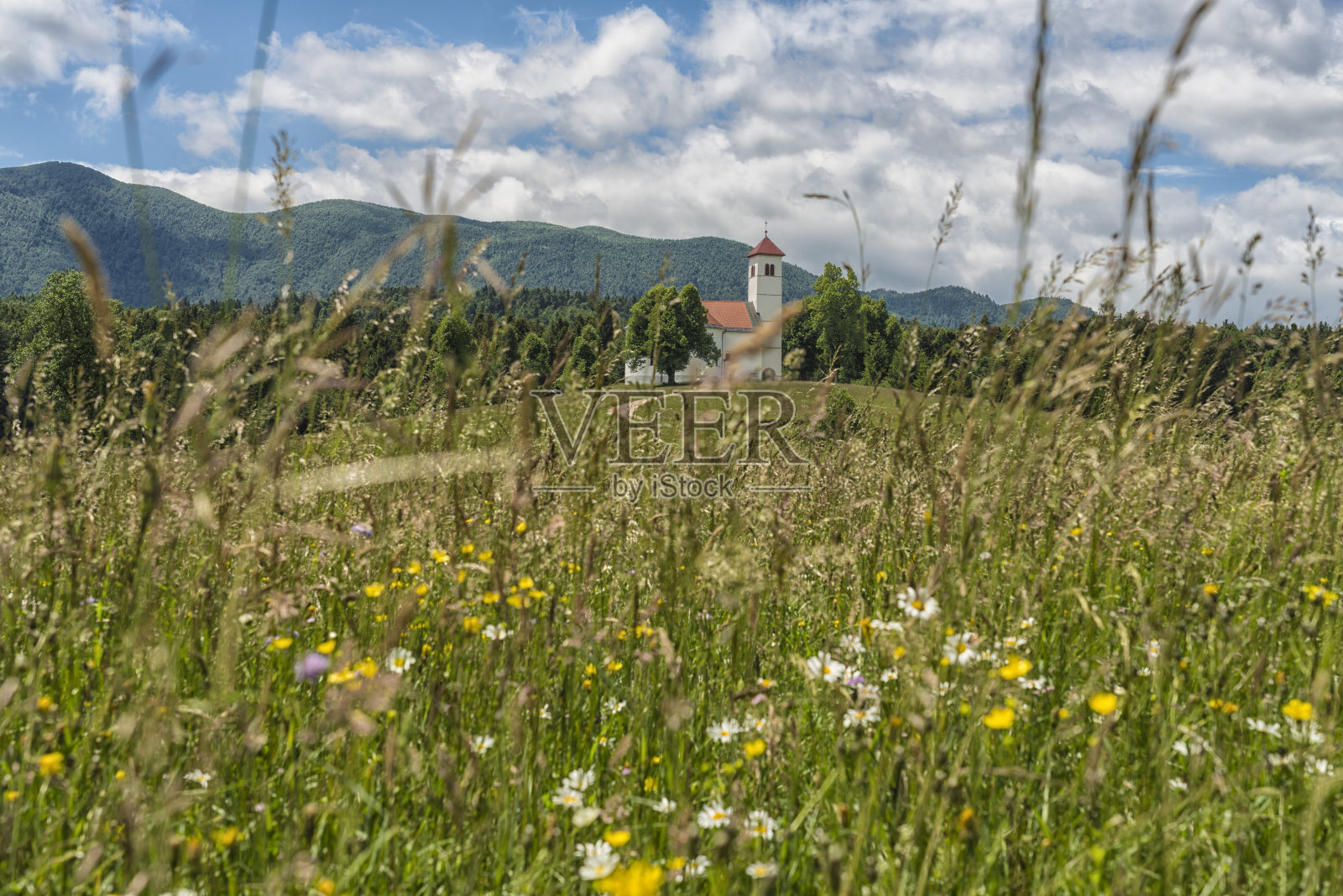 绿色山丘上的小教堂,背靠森林照片摄影图片