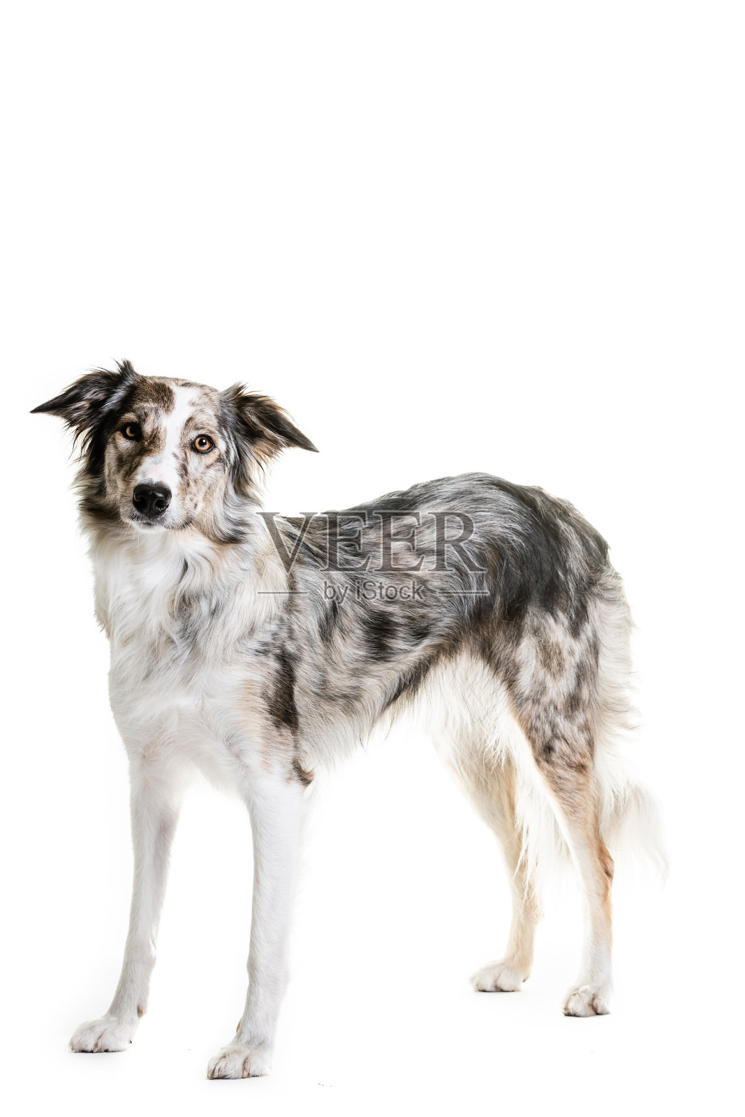 坐在白色背景上的混血狗照片摄影图片