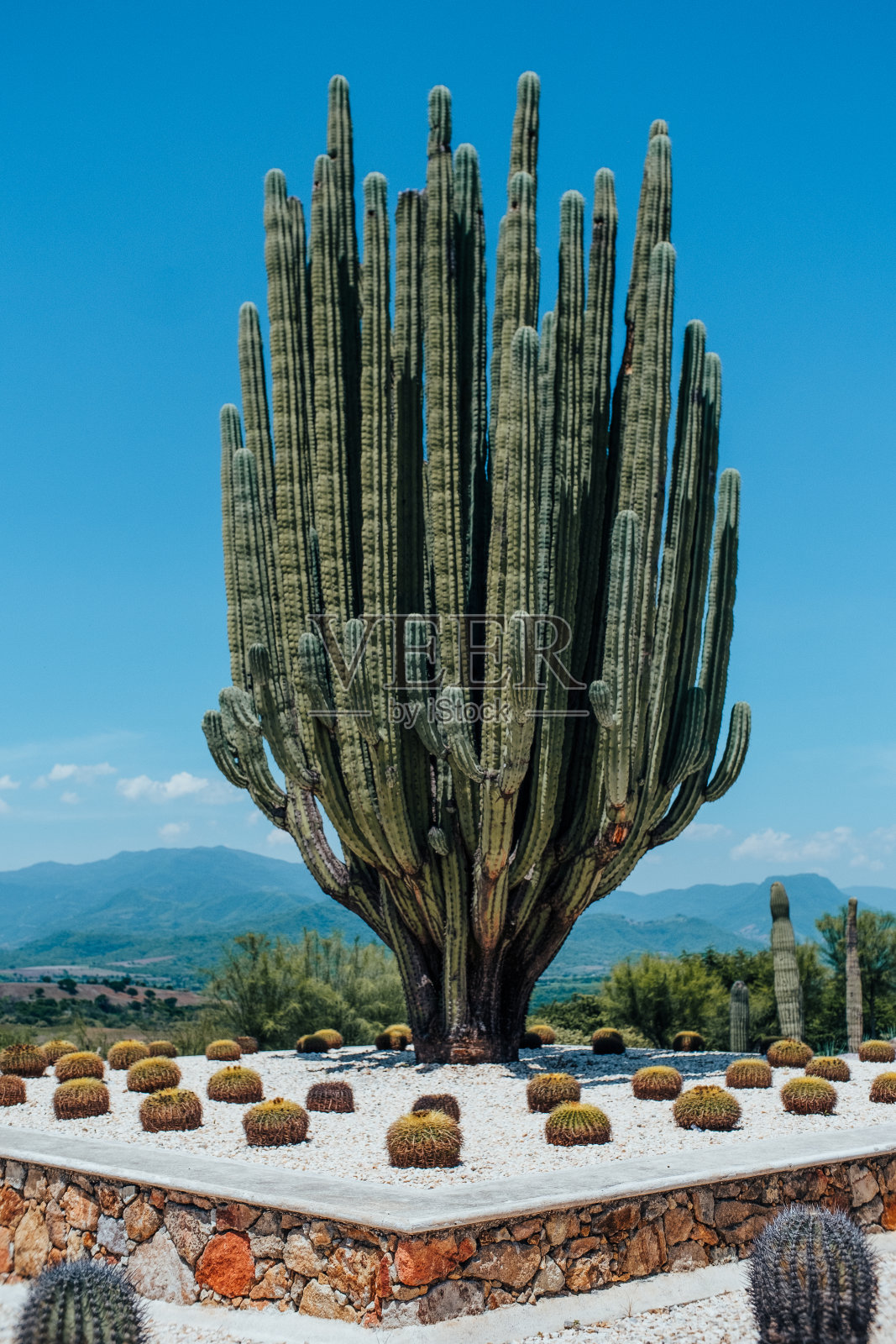 仙人掌照片摄影图片