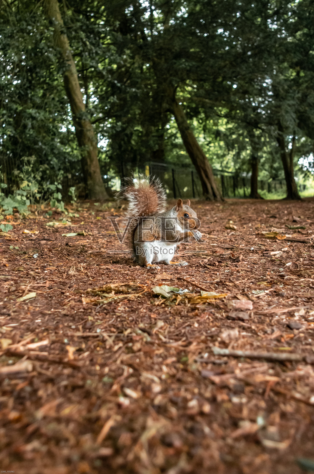公园里的松鼠照片摄影图片