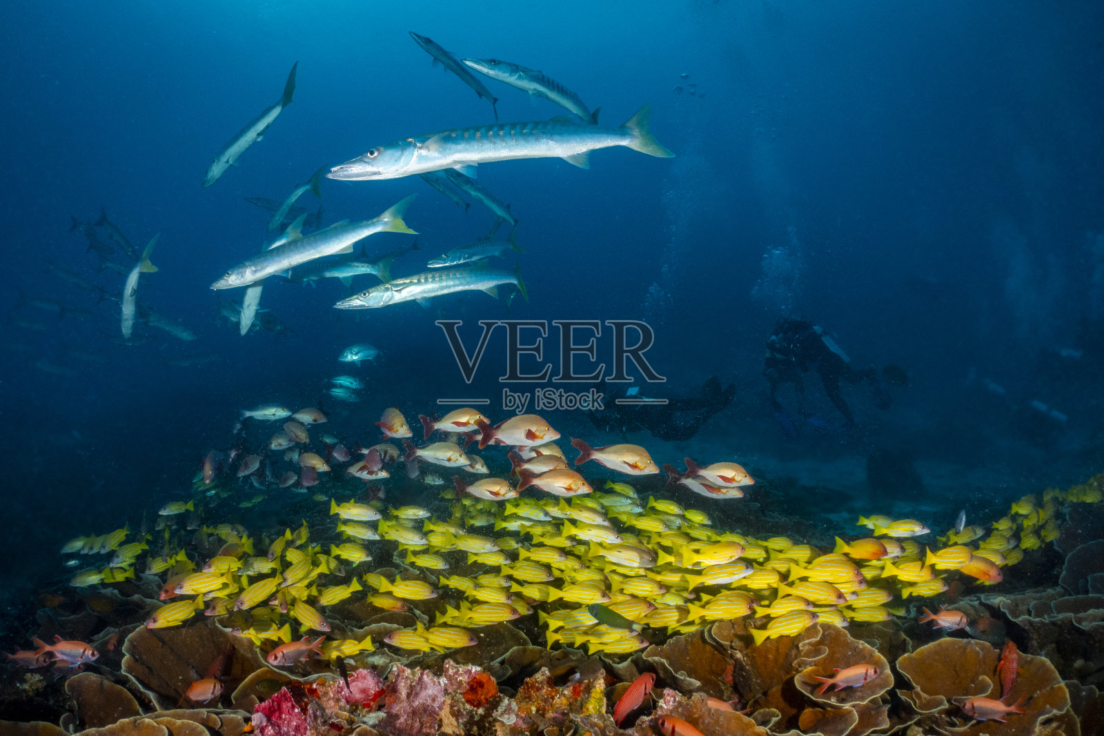 梦幻海之王安帕特照片摄影图片