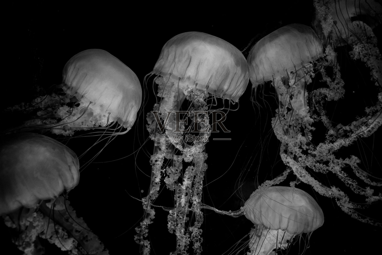 巨型水母的黑白照片摄影图片