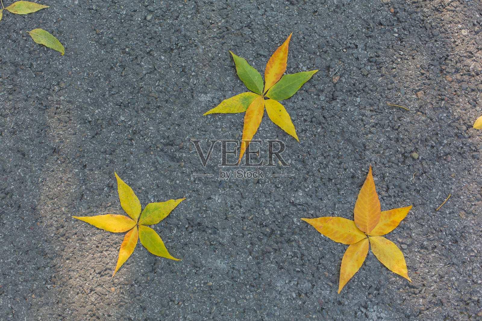 用秋天的枫叶做成的星星照片摄影图片