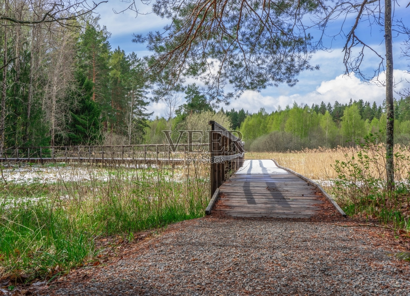 春天的木路。斯堪的纳维亚自然的照片。瑞典的森林。Farnebofjarden照片摄影图片