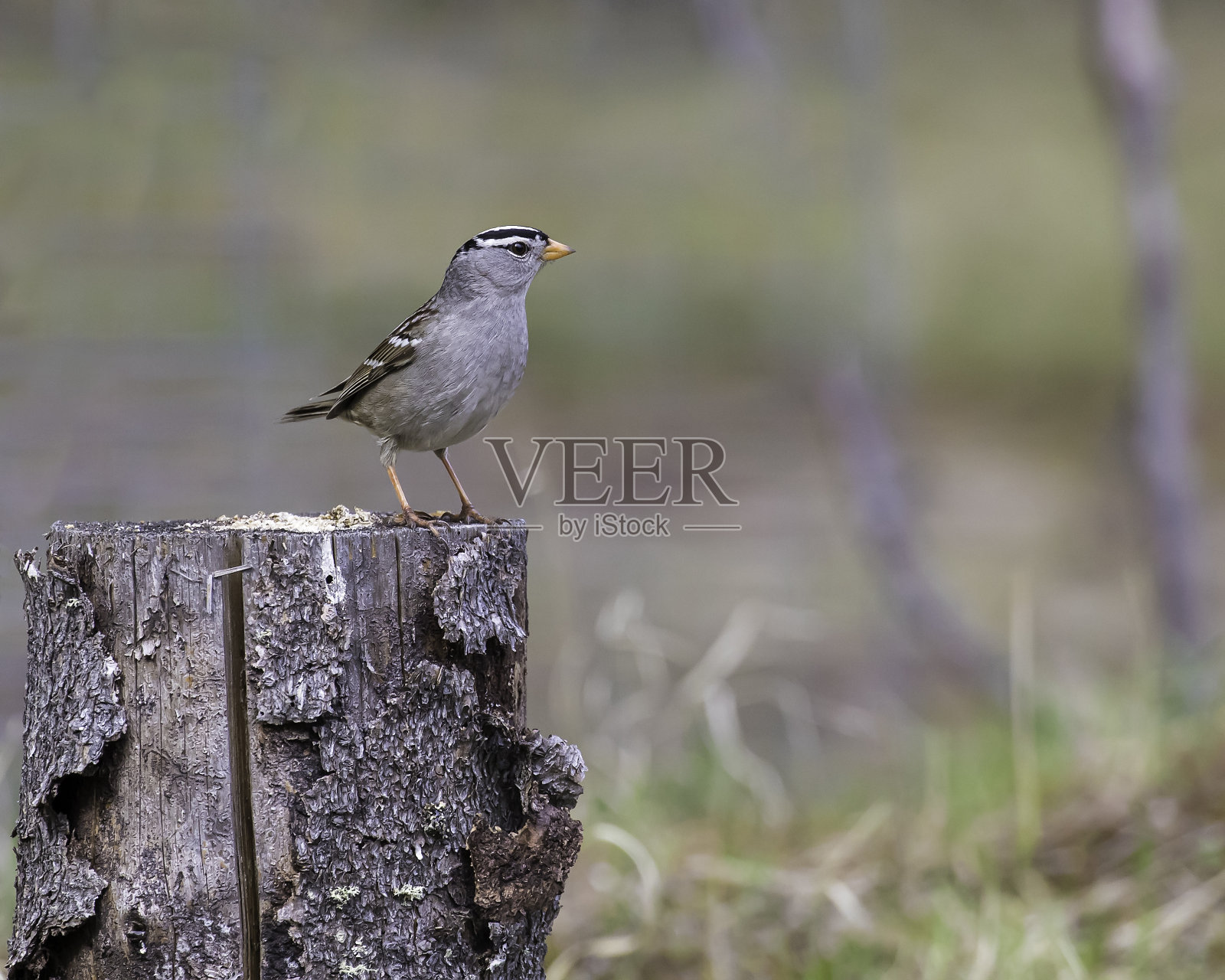 树桩上的白冠麻雀照片摄影图片