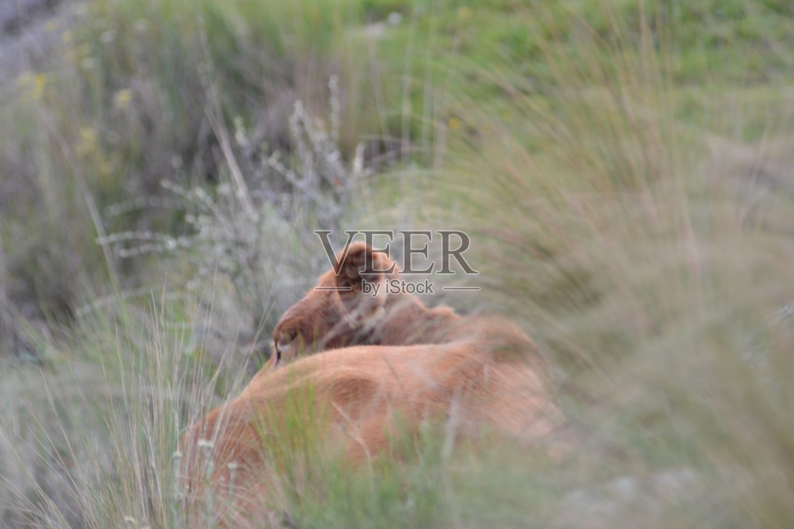 牛在草地上休息照片摄影图片