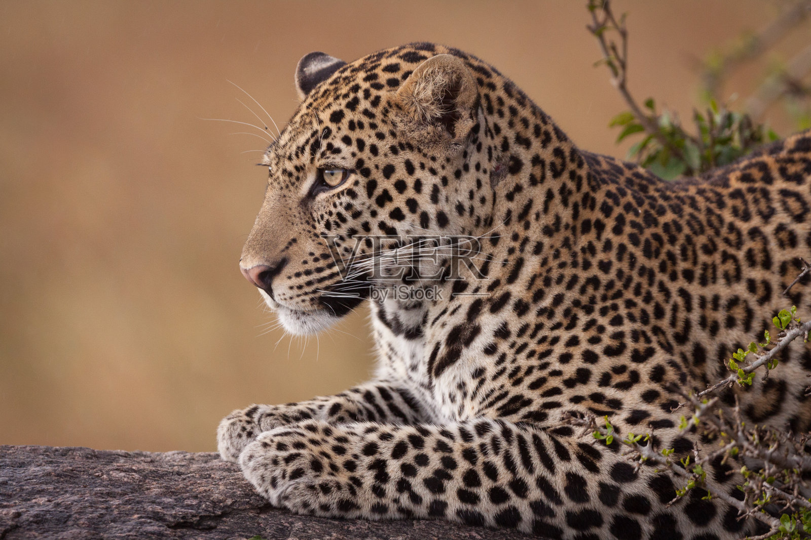 在肯尼亚马赛马拉,一只成年雄狮侧身坐在一根原木上照片摄影图片