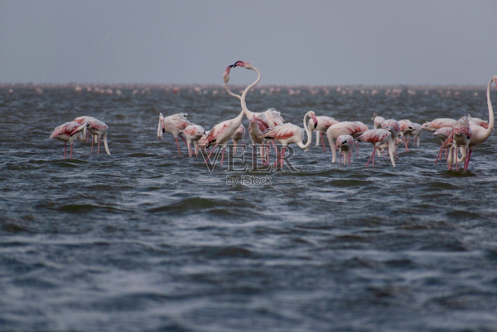 Greator火烈鸟群照片摄影图片