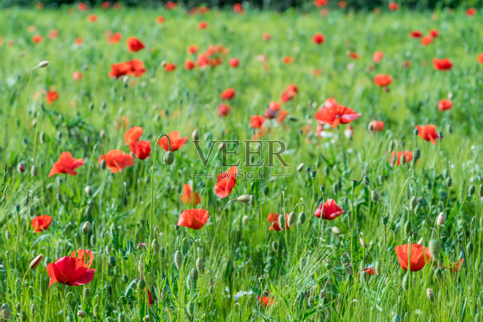 罂粟花照片摄影图片