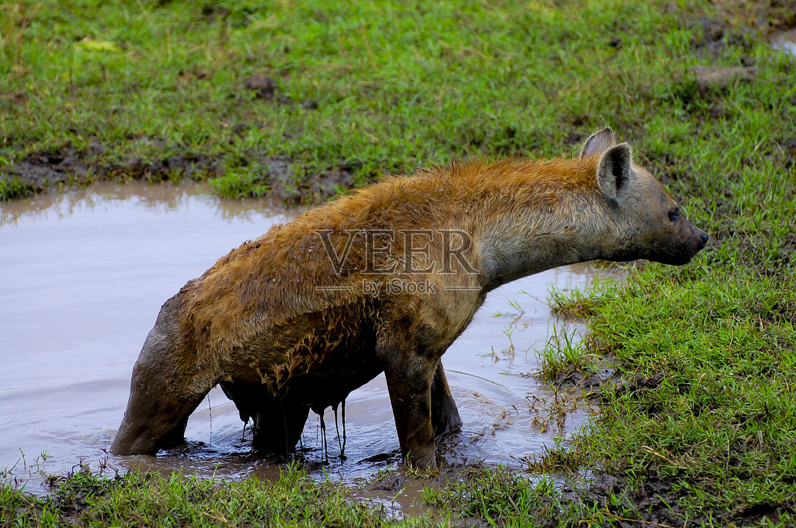 斑点鬣狗照片摄影图片