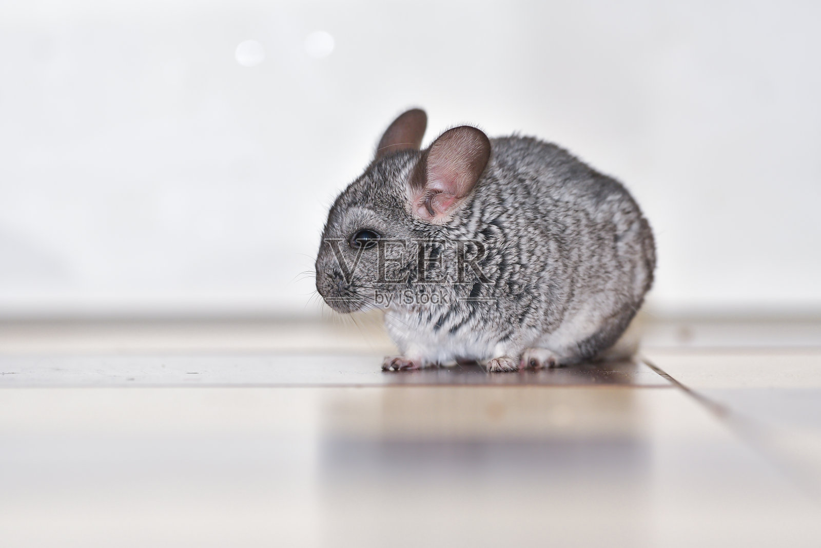 房子里的小灰栗鼠照片摄影图片