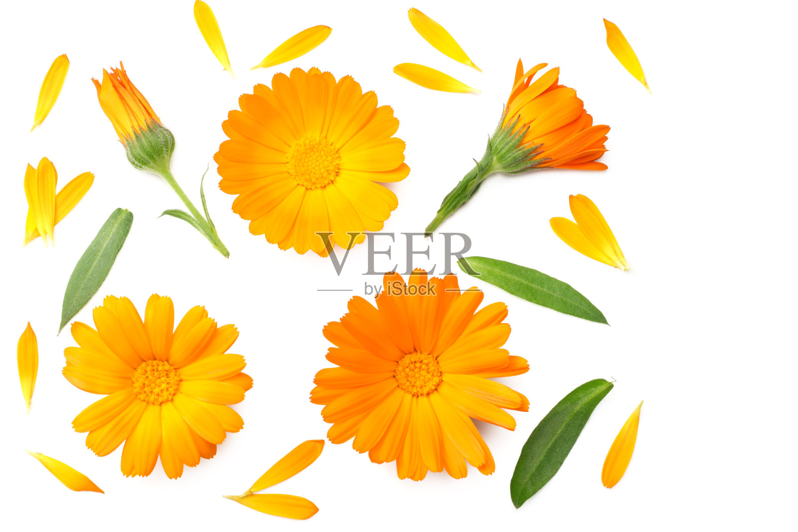 孤立在白色背景上的万寿菊花。金盏花花。俯视图照片摄影图片