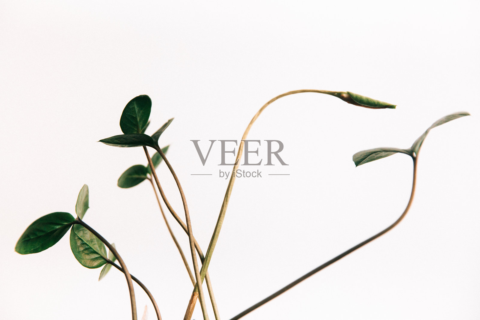 植物标本室,女人,白色背景上的花束照片摄影图片