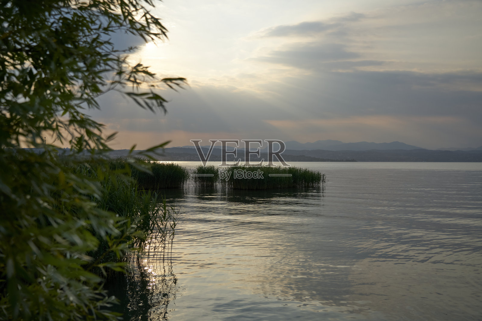 加尔达湖芦苇中的美丽日落。照片摄影图片