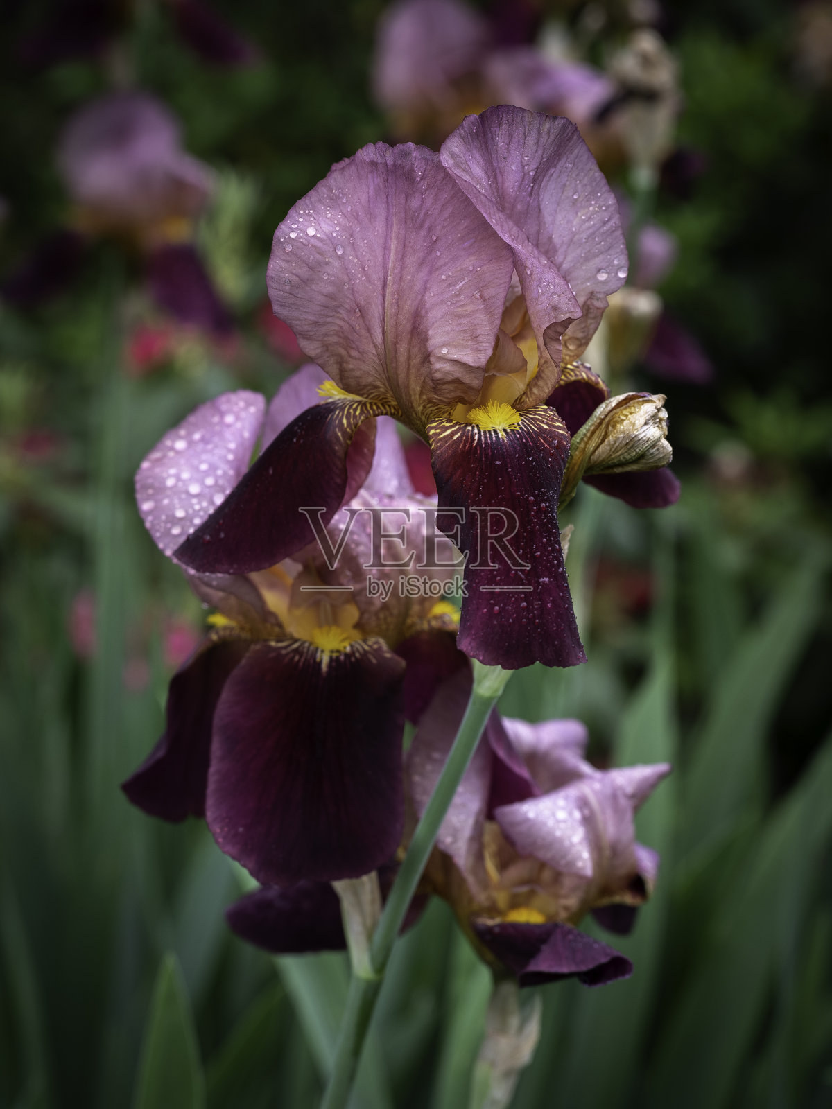 紫色和粉红色的德国鸢尾花头照片摄影图片