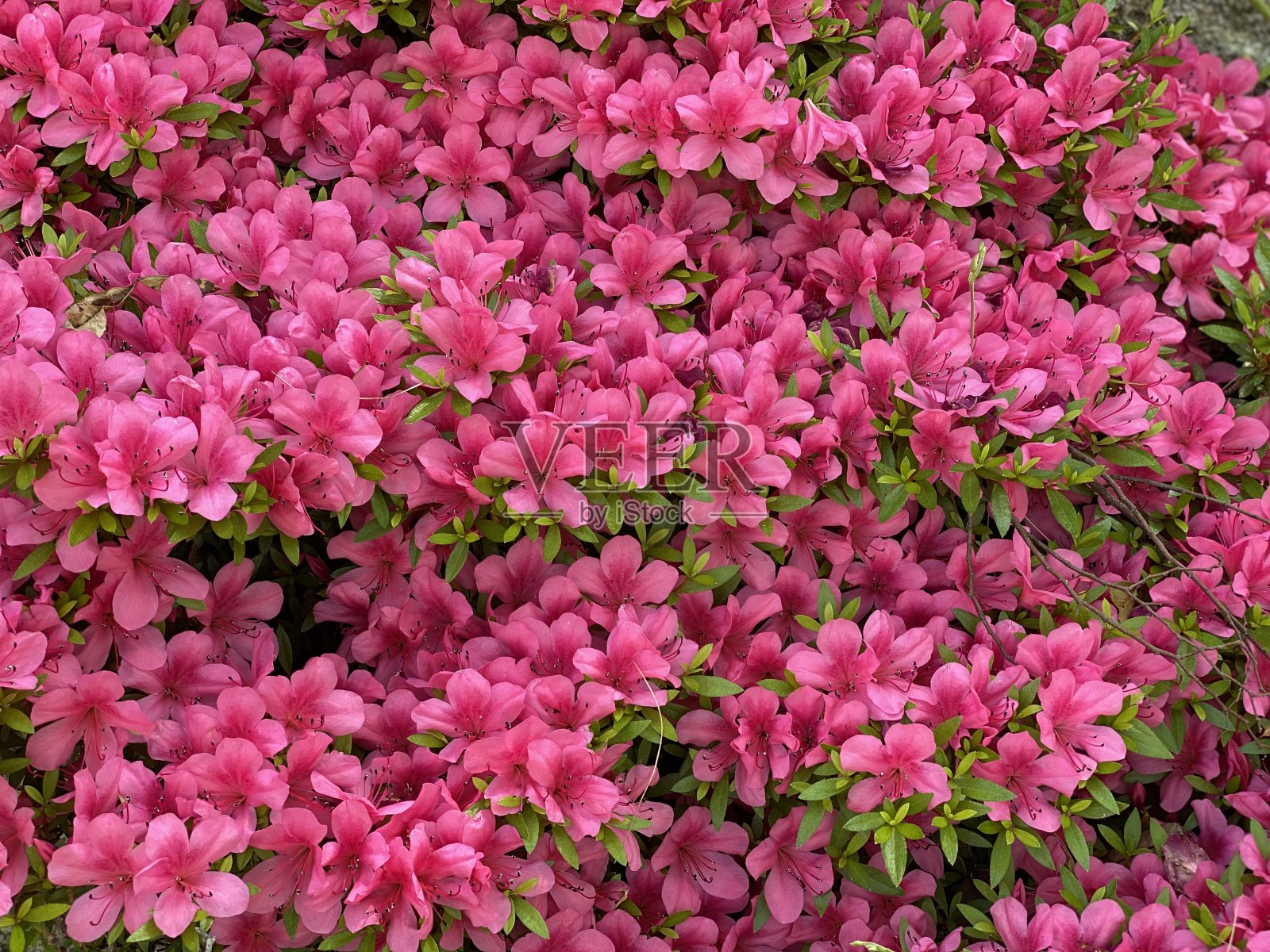 粉红花清新自然照片摄影图片