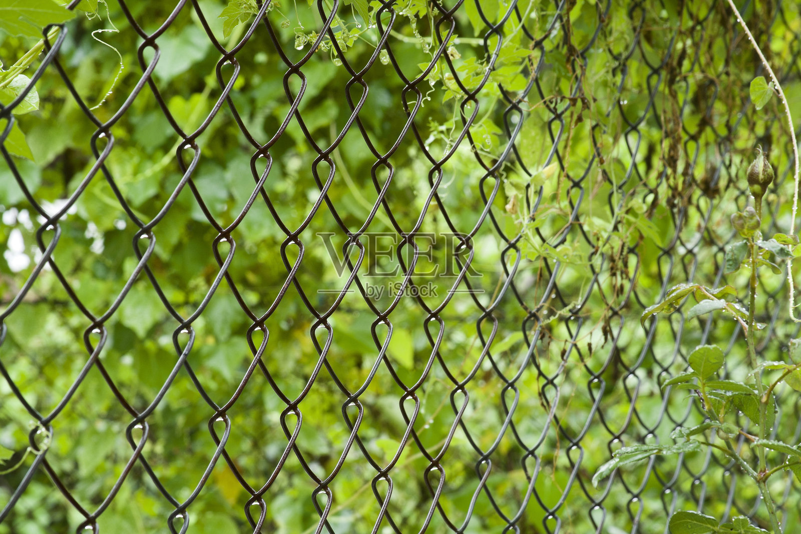 在下雨的时候可以看到jali或铁网。照片摄影图片